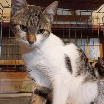 Katzen Mirella und Nanni suchen ihre Menschen, EKH Jungtier - Katze