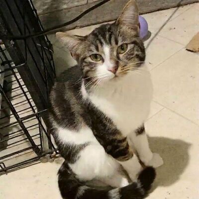 Katzen Mirella und Nanni suchen ihre Menschen, EKH Jungtier - Katze