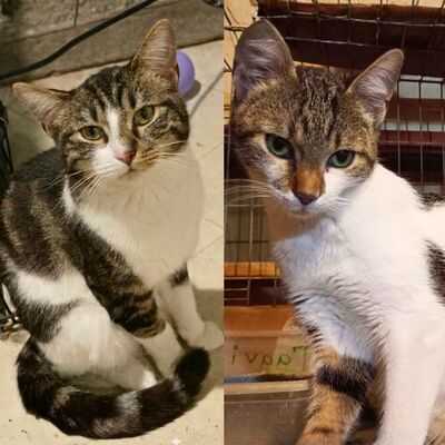 Katzen Mirella und Nanni suchen ihre Menschen, EKH Jungtier - Katze