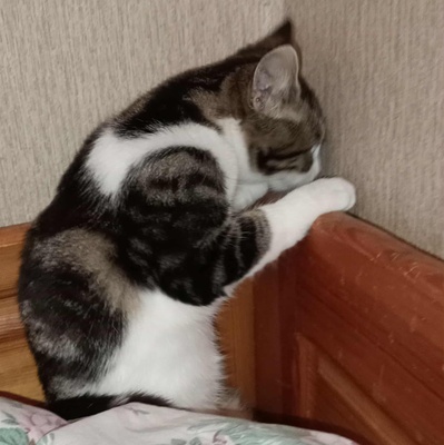 Katzen Mirella und Nanni suchen ihre Menschen, EKH Jungtier - Katze