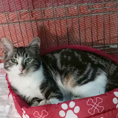 Katzen Mirella und Nanni suchen ihre Menschen, EKH Jungtier - Katze