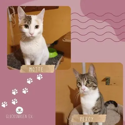 Katzen Motte und Percy suchen ihre Dosis, EKH - Katze