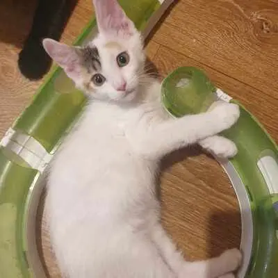 Katzen Motte und Percy suchen ihre Dosis, EKH - Katze