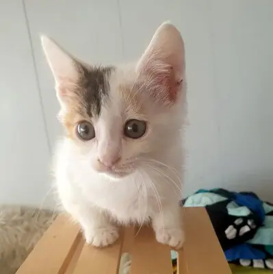 Katzen Motte und Percy suchen ihre Dosis, EKH - Katze