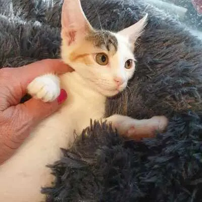 Katzen Motte und Percy suchen ihre Dosis, EKH - Katze