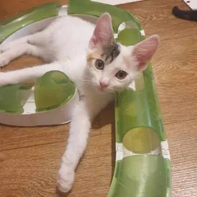 Katzen Motte und Percy suchen ihre Dosis, EKH - Katze