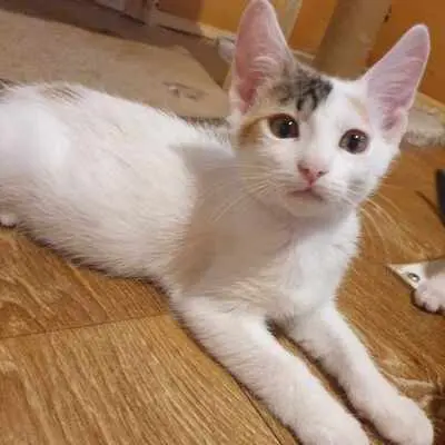 Katzen Motte und Percy suchen ihre Dosis, EKH - Katze
