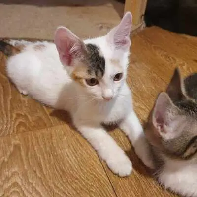 Katzen Motte und Percy suchen ihre Dosis, EKH - Katze