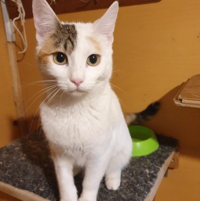 Katzen Motte und Percy suchen ihre Dosis, EKH - Katze
