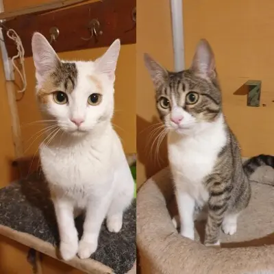 Katzen Motte und Percy suchen ihre Dosis, EKH - Katze