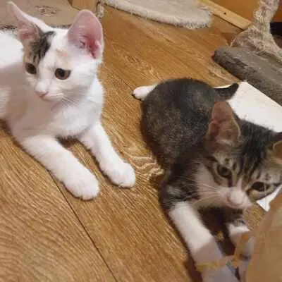 Katzen Motte und Percy suchen ihre Dosis, EKH - Katze