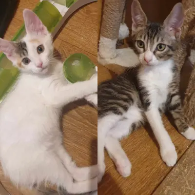 Katzen Motte und Percy suchen ihre Dosis, EKH - Katze