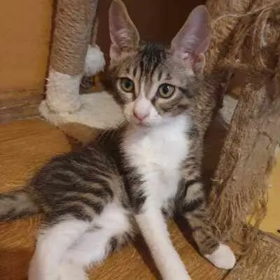 Katzen Motte und Percy suchen ihre Dosis, EKH - Katze
