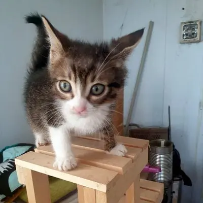 Katzen Motte und Percy suchen ihre Dosis, EKH - Katze