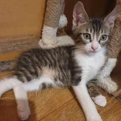 Katzen Motte und Percy suchen ihre Dosis, EKH - Katze