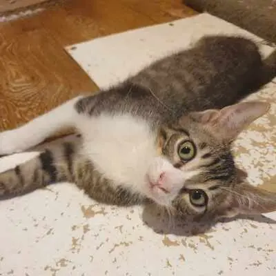 Katzen Motte und Percy suchen ihre Dosis, EKH - Katze