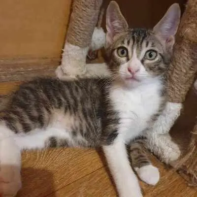 Katzen Motte und Percy suchen ihre Dosis, EKH - Katze