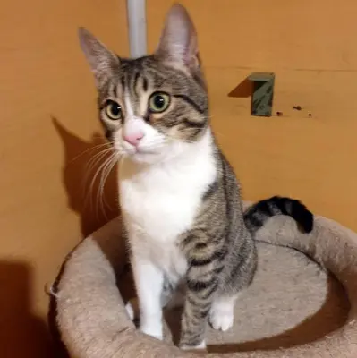 Katzen Motte und Percy suchen ihre Dosis, EKH - Katze