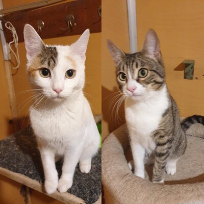 Katzen Motte und Percy warten auf Dich, EKH Jungtier - Katze