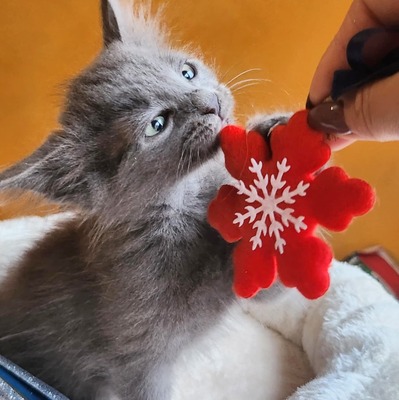 Katzen Pippi und Pixie sind bereit für Dich, EKH - Katze