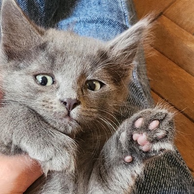 Katzen Pippi und Pixie sind bereit für Dich, EKH - Katze