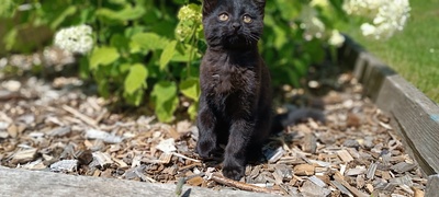 Katzenbaby - Name noch nicht vergeben