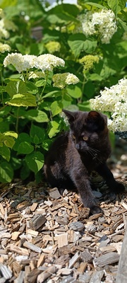 Katzenbaby - Name noch nicht vergeben, Hauskatzen - Katze