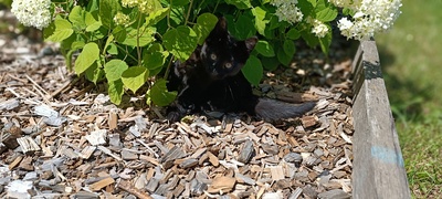 Katzenbaby - Name noch nicht vergeben, Hauskatzen - Katze
