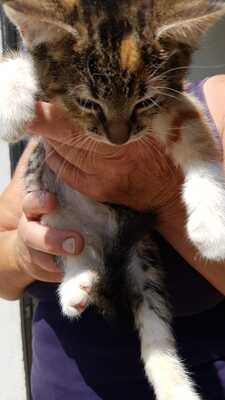 Katzenbabys, Hauskatze Jungtier - Katze