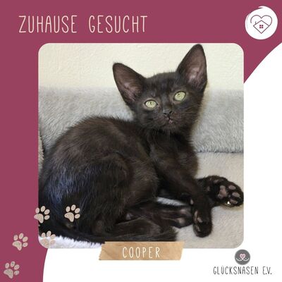 Katzenbub Cooper wünscht sich eine Familie