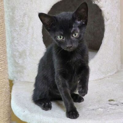 Katzenbub Cooper wünscht sich eine Familie, EKH Jungtier - Kater