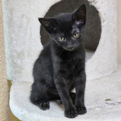 Katzenbub Cooper wünscht sich eine Familie, EKH Jungtier - Kater