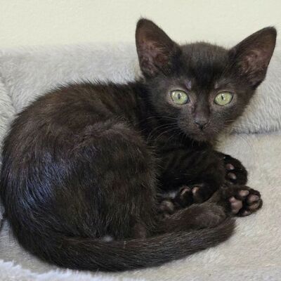 Katzenbub Cooper wünscht sich eine Familie, EKH Jungtier - Kater