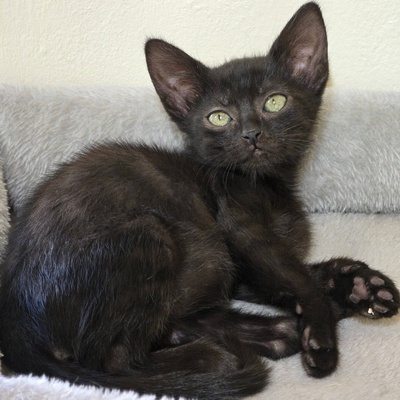 Katzenbub Cooper wünscht sich eine Familie, EKH Jungtier - Kater