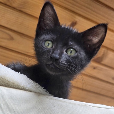 Katzenbub Cooper wünscht sich eine Familie, EKH Jungtier - Kater