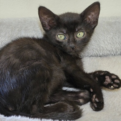 Katzenbub Cooper wünscht sich eine Familie, EKH Jungtier - Kater