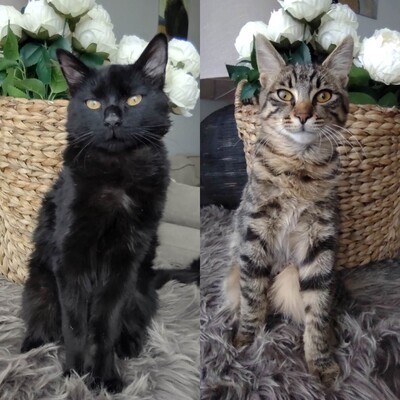 Katzenbuben Filou und Krümel sind bereit, EKH Jungtier - Kater