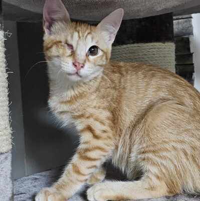 Katzenbuben Toni und Leo möchten reisen, EKH Jungtier - Kater