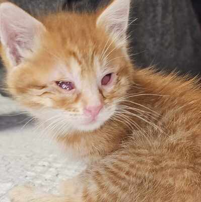 Katzenbuben Toni und Leo möchten reisen, EKH Jungtier - Kater