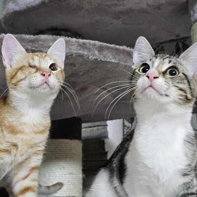 Katzenbuben Toni und Leo möchten reisen, EKH Jungtier - Kater