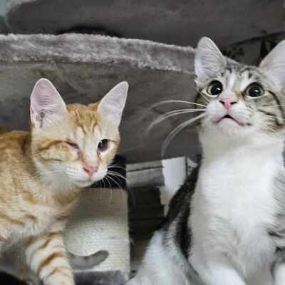 Katzenbuben Toni und Leo möchten reisen, EKH Jungtier - Kater