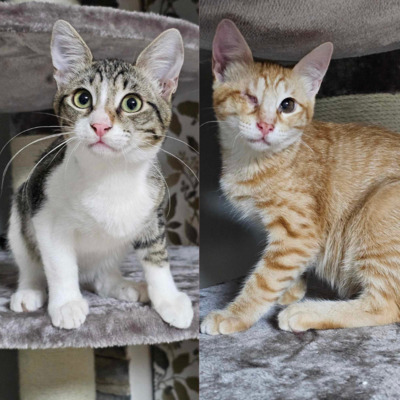 Katzenbuben Toni und Leo möchten reisen, EKH Jungtier - Kater