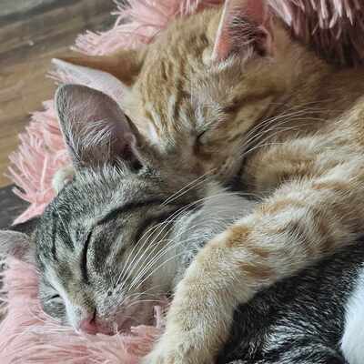 Katzenbuben Toni und Leo sind bereit, EKH Jungtier - Kater