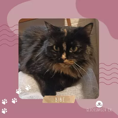 Katzendame Bibe sucht ihr Zuhause, EKH - Kater