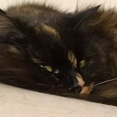 Katzendame Bibe sucht ihr Zuhause, EKH - Kater