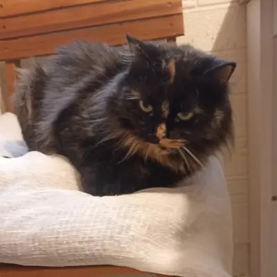 Katzendame Bibe sucht ihr Zuhause, EKH - Kater