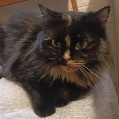 Katzendame Bibe sucht ihr Zuhause, EKH - Kater