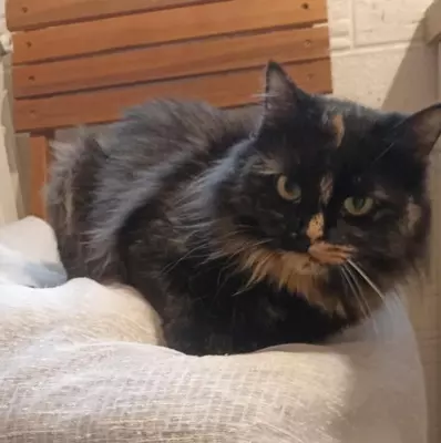 Katzendame Bibe sucht ihr Zuhause, EKH - Kater