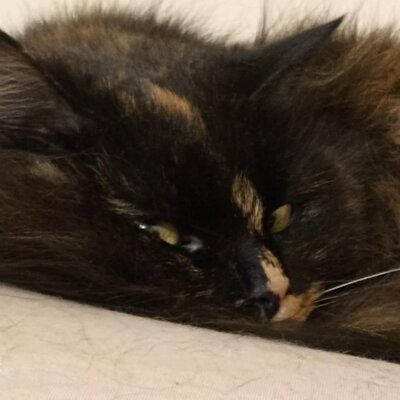 Katzendame Bibe sucht ihr Zuhause, EKH - Katze