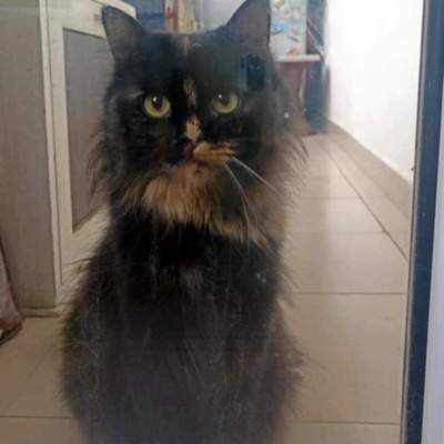 Katzendame Bibe sucht ihr Zuhause, EKH - Katze